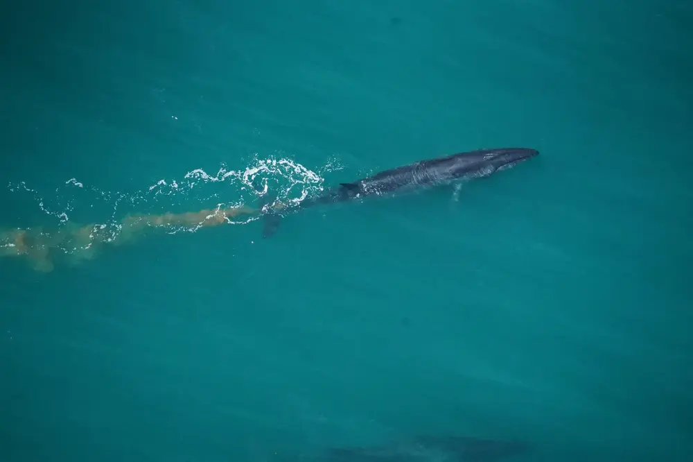 Observation de baleines depuis un ULM lors d'une mission de biologie marine